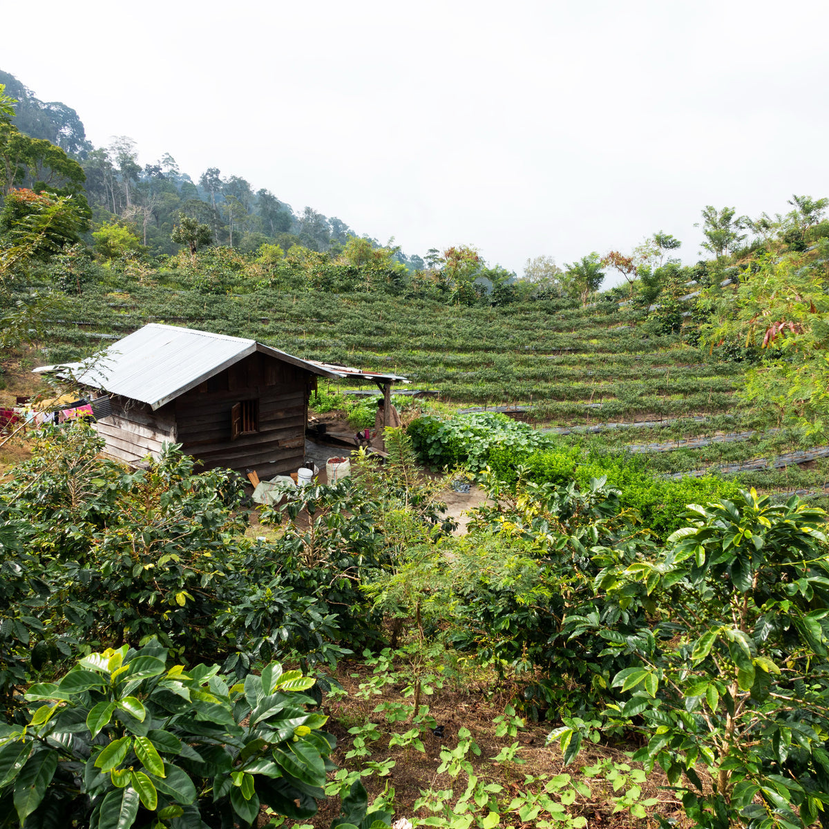 Sumatra Organic Coffee - Single Origin, Whole Bean