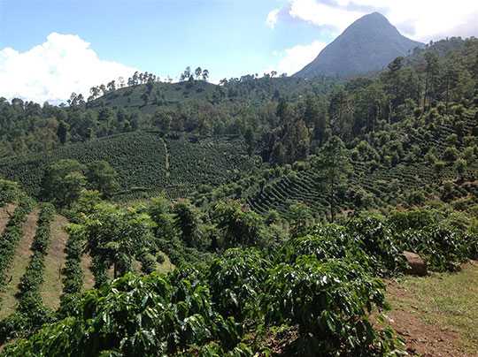 Honduras Organic Coffee - Single Origin, Whole Bean