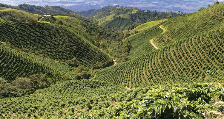 Decaf Peru Organic Coffee - Single Origin, Whole Bean