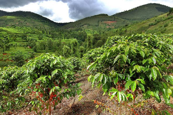Rwanda Organic Whole Bean Coffee
