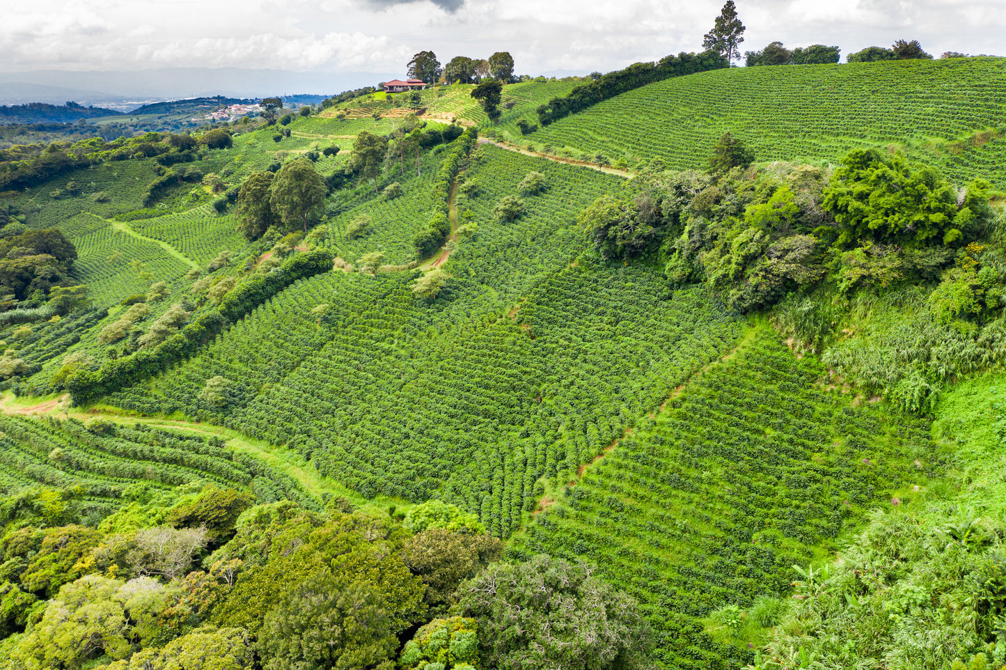 Costa Rica Organic Coffee - Single Origin, Whole Bean
