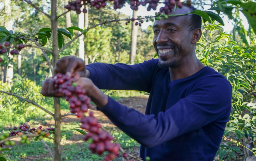 Ethiopia Organic Coffee - Single Origin, Whole Bean