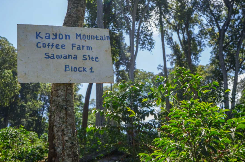 Ethiopia Organic Coffee - Single Origin, Whole Bean