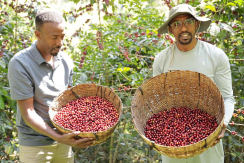 Ethiopia Organic Coffee - Single Origin, Whole Bean
