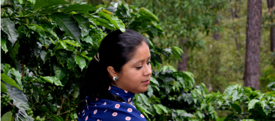 Honduras Organic Coffee - Single Origin, Whole Bean