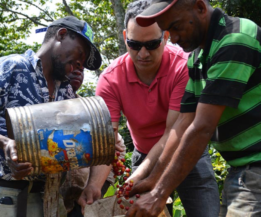 Dominican Organic Coffee - Single Origin, Whole Bean