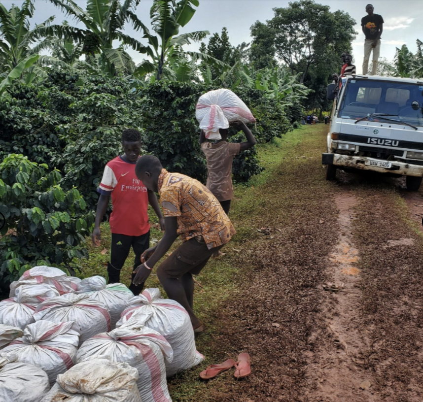 Uganda Organic Coffee - Single Origin, Whole Bean