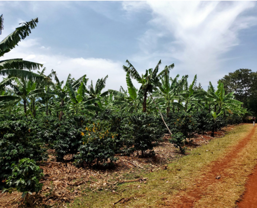 Uganda Organic Coffee - Single Origin, Whole Bean