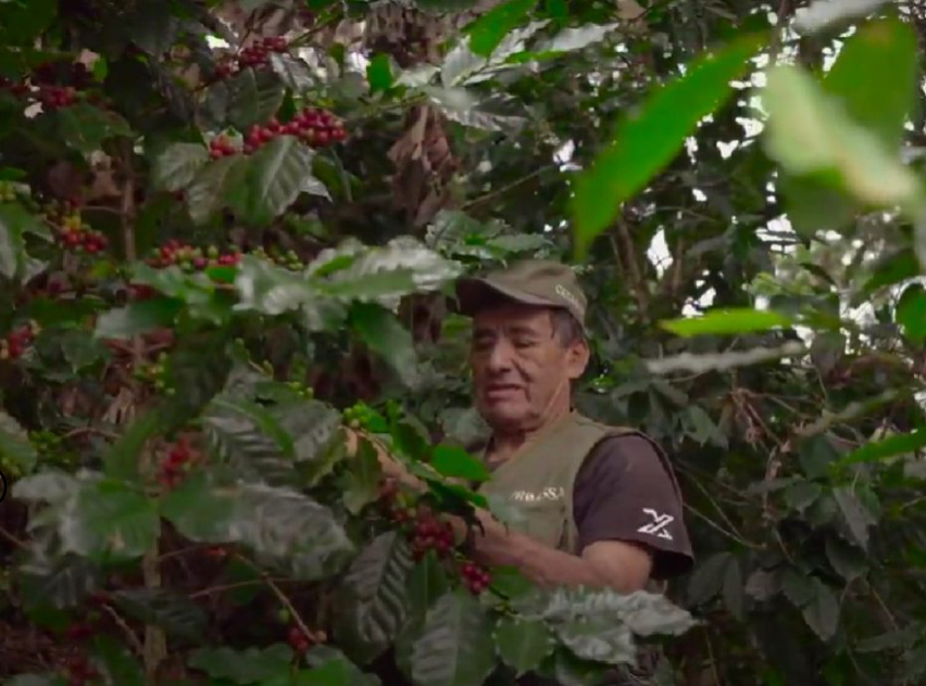 Peru Organic Coffee - Single Origin, Whole Bean