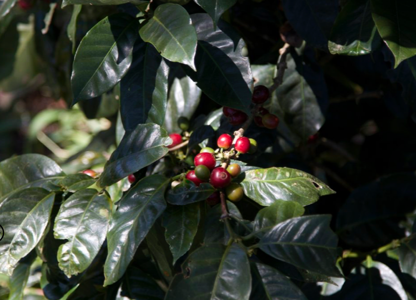 Indonesia Organic Coffee - Single Origin, Whole Bean