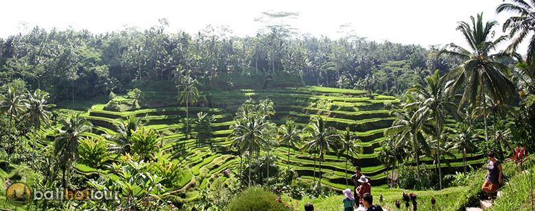 Bali Organic Coffee - Single Origin, Whole Bean
