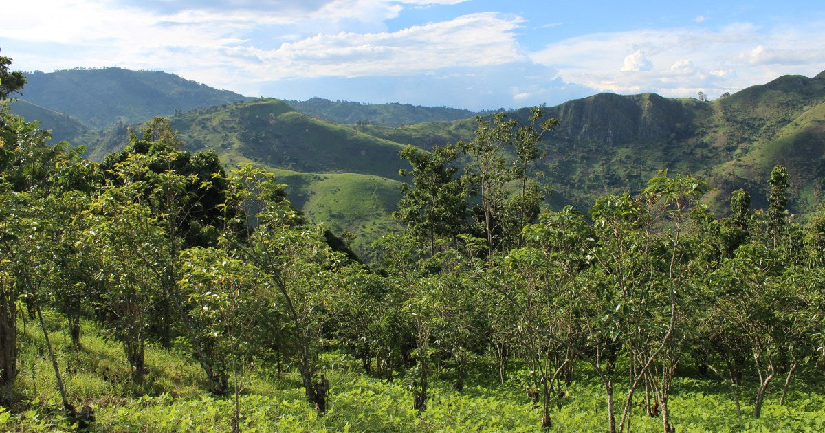 Congo Organic Coffee - Single Origin, Whole Bean