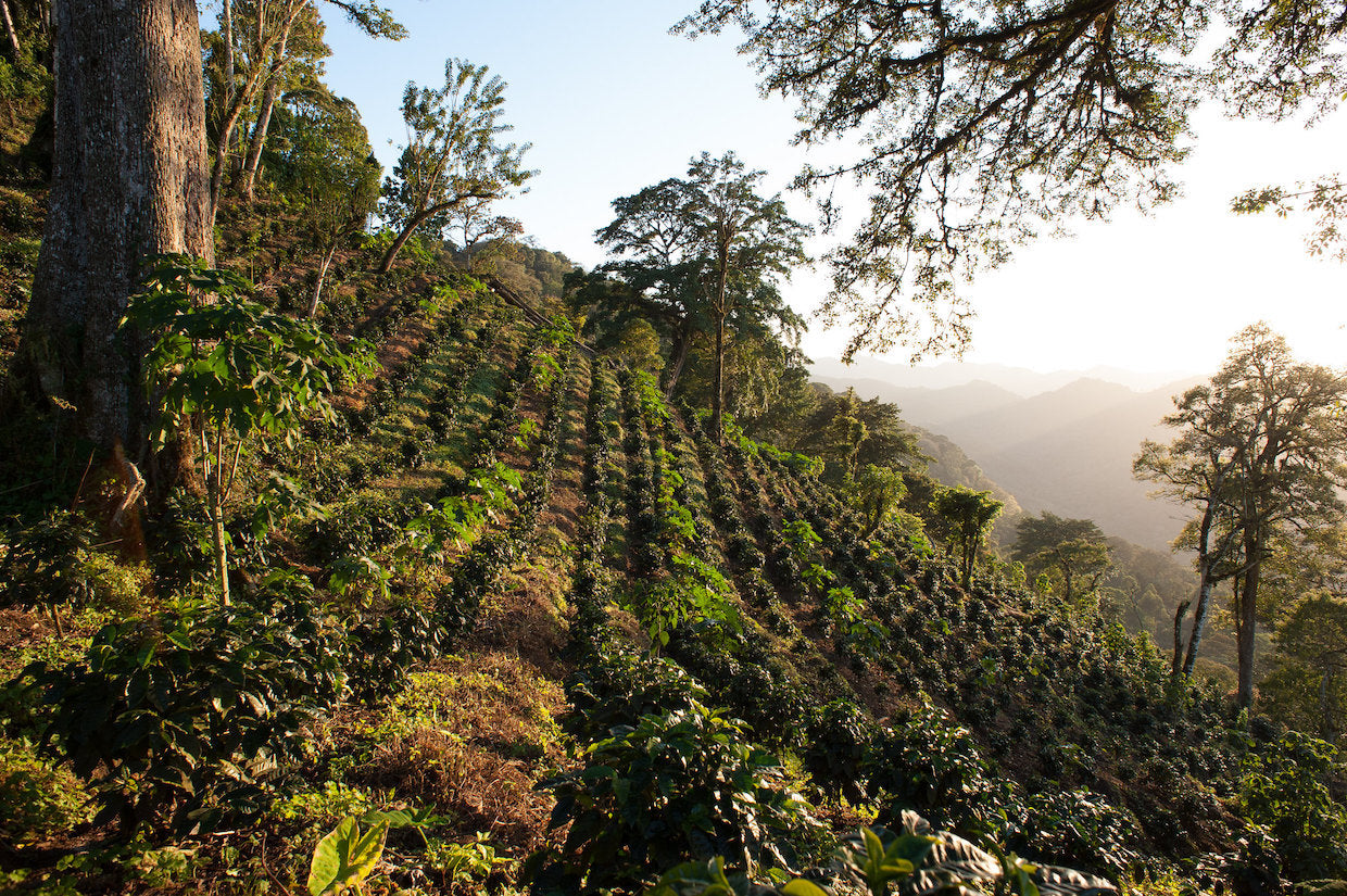 Nicaragua Organic Coffee - Single Origin, Whole Bean