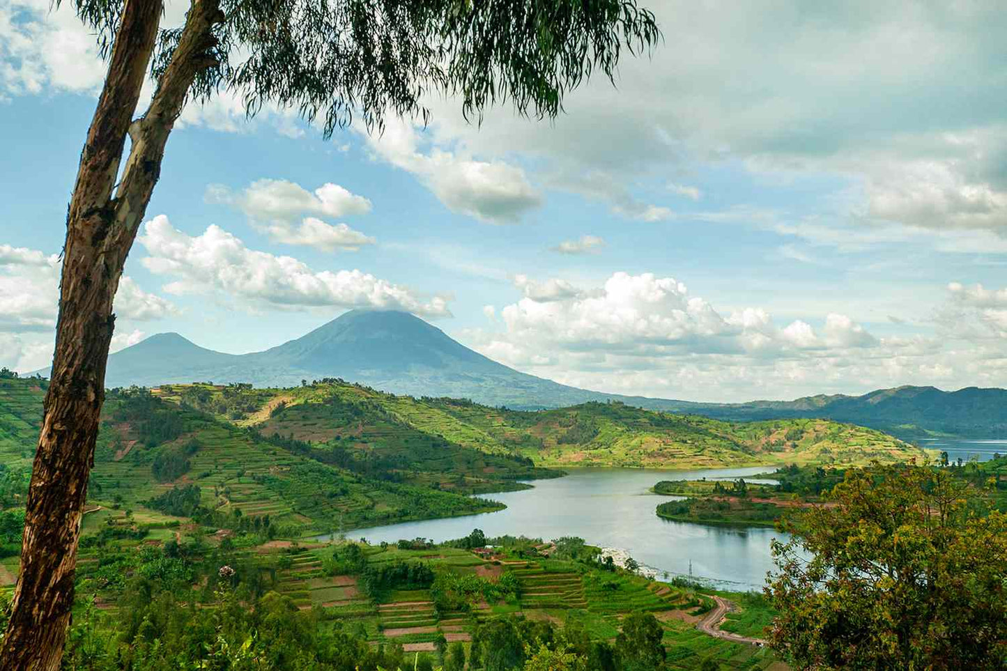 Rwanda Organic Whole Bean Coffee
