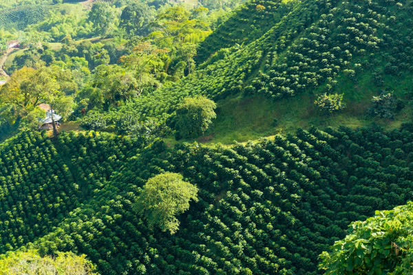 Bolivia Organic Coffee - Single Origin, Whole Bean
