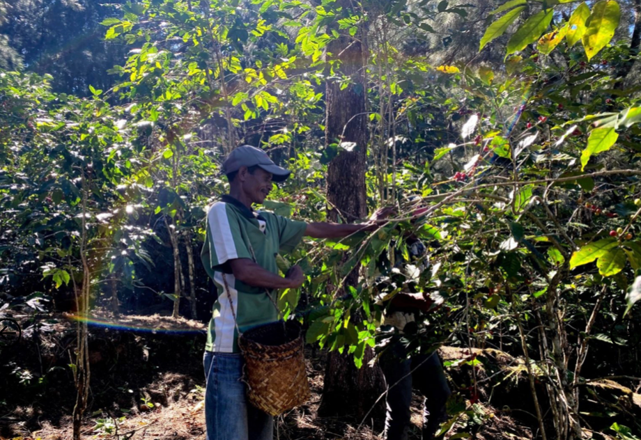 Timor Organic Coffee - Single Origin, Whole Bean
