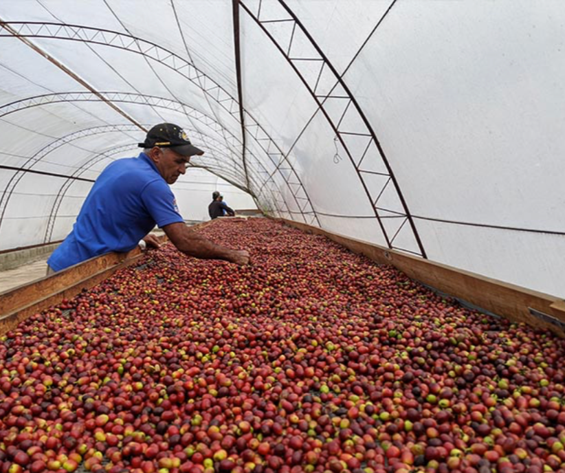 Dominican Organic Coffee - Single Origin, Whole Bean