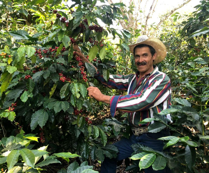 Organic Guatemala Coffee – Single Origin, Whole Bean